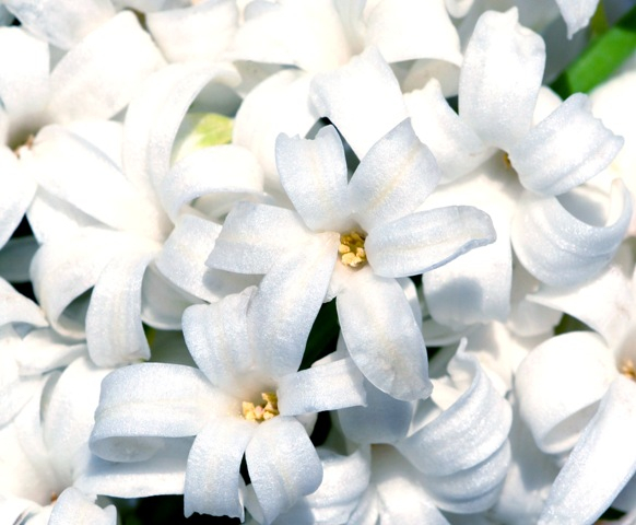 Hiacynt (Hyacinthus) – roślina z rodziny szparagowatych. Hiacynty uprawiane są jako popularne rośliny ogrodowe i doniczkowe. Kwiaty hiacyntów występują w różnych wersjach kolorystycznych, zebrane są w grona i wydzielają upajający zapach. 