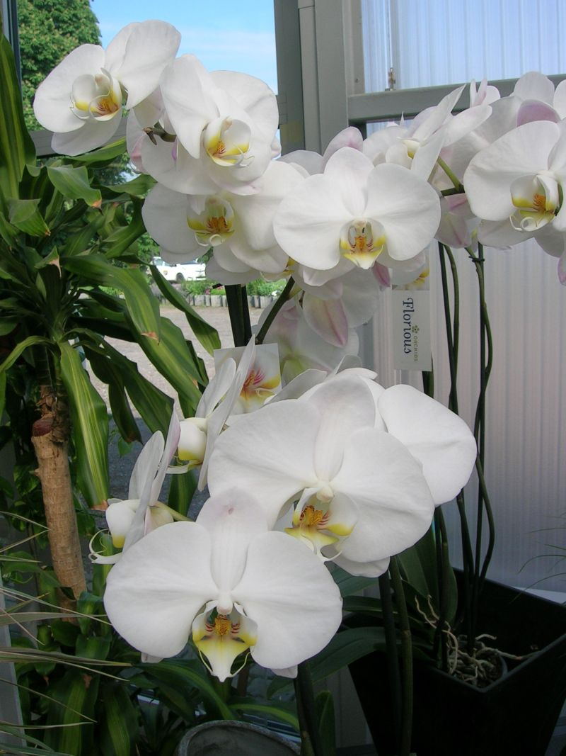 Storczyk Falenopsis (Phalaenopsis).