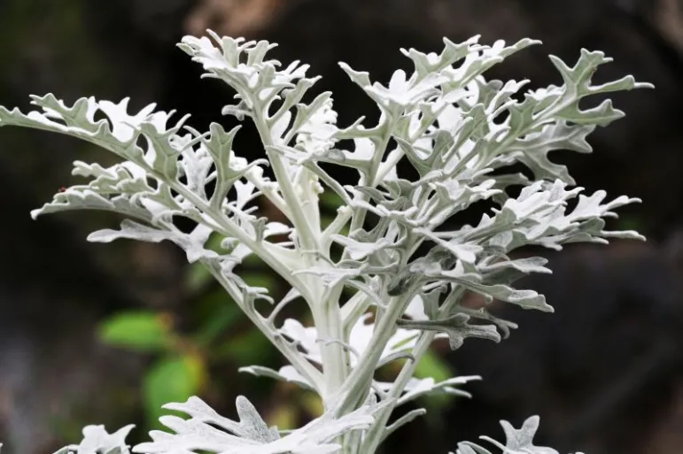 Mrozy/ Cineraria Maritima. Fot. Fotolia