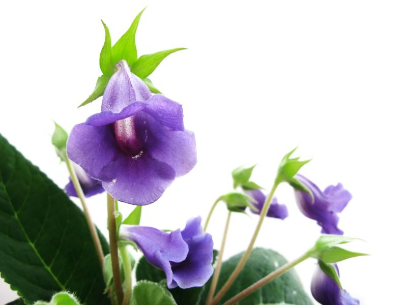 Syningia ogrodowa (Gloksynia – Sinningia hybryda). Fot. Fotolia