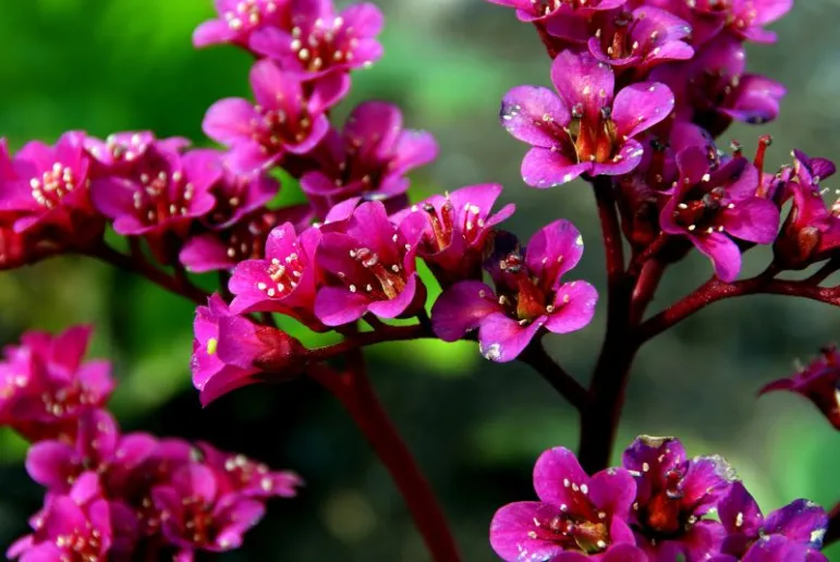 Bergenia (Cordifolia) to roślina, której kwiaty są bardzo efektowne i trwałe. Dekorację stanowią również liście bergenii, gdyż należą do zimozielonych. Fot. Fotolia