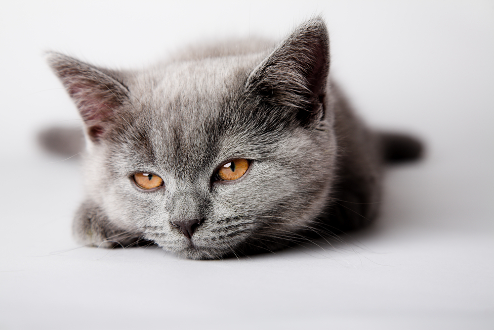 Czy sprzedaż żywych zwierząt podlega VAT?