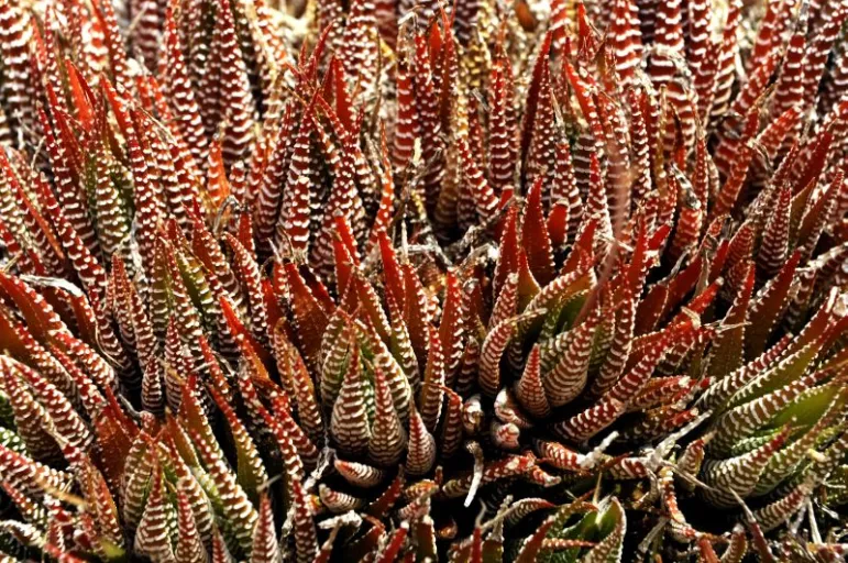 Aloes pstry (Aloe variegata).