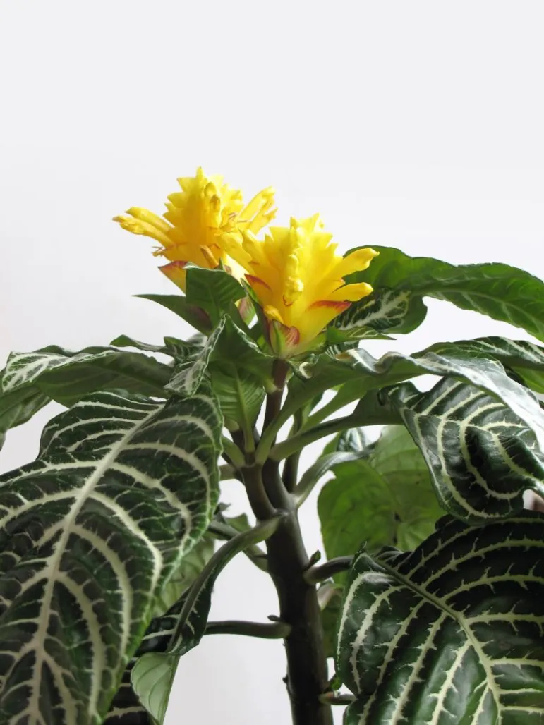 Afelandra (Aphelandra squarrosa).