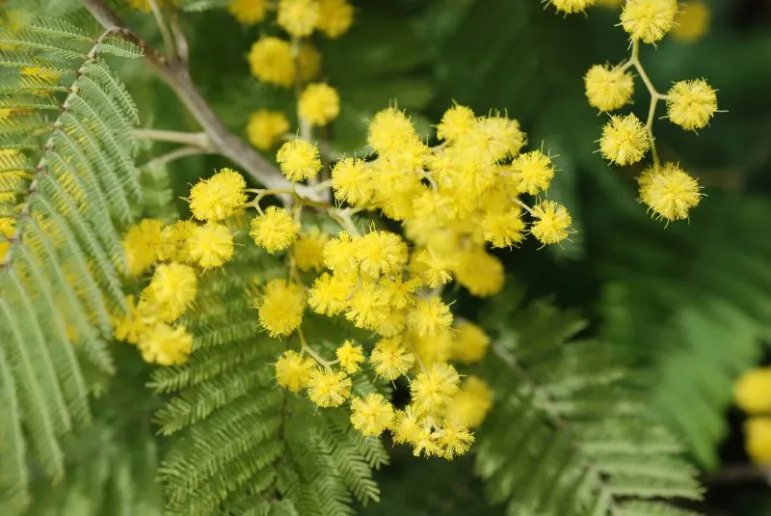 Akacja uzbrojona (Acacia armata).