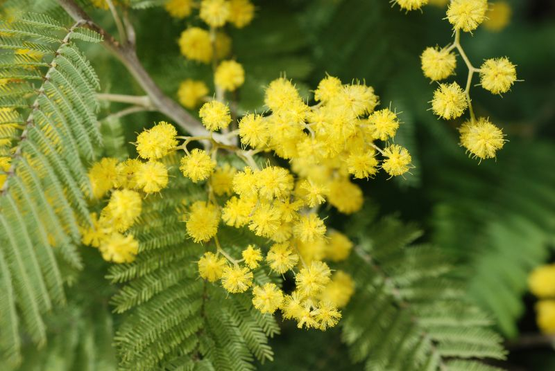 Akacja uzbrojona (Acacia armata).