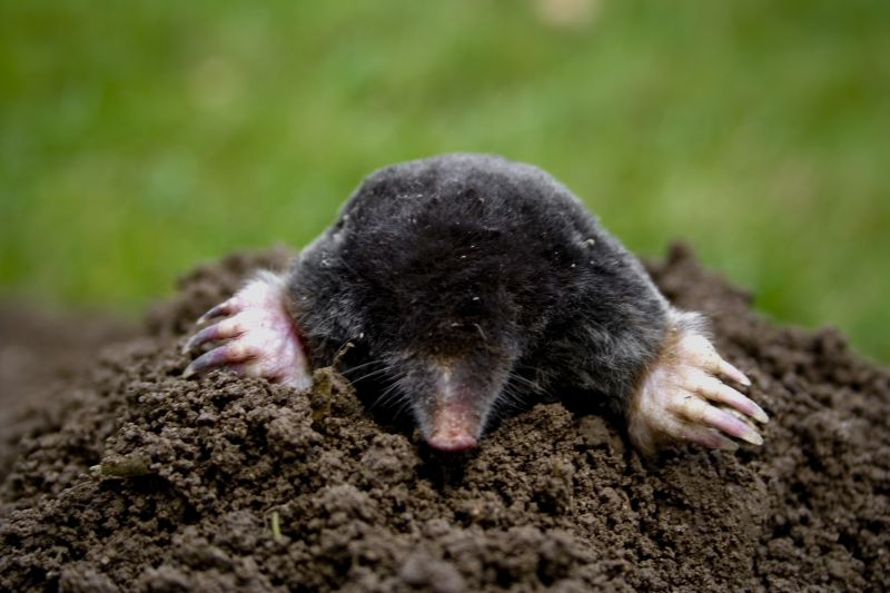Kret jest objęty całkowitą ochroną i absolutnie nie wolno go zabijać / Fot. Fotolia