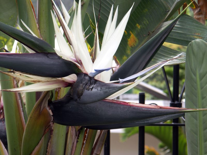 Strelicja królewska - rajski ptak (Strelitzia reginae) Fot. Fotolia