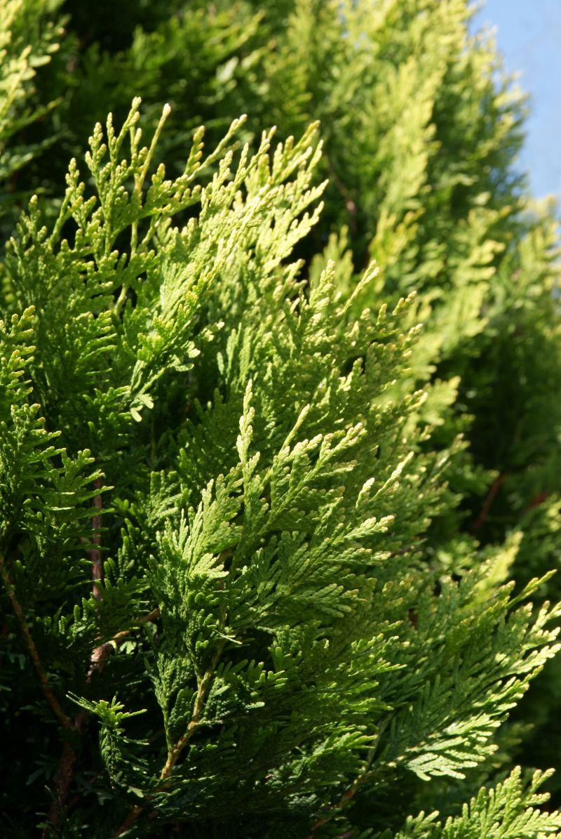 Jeśli jesienią w ciągu kilku dni igły sosen lub żywotników brązowieją i opadają, nie musi być to groźna choroba. 