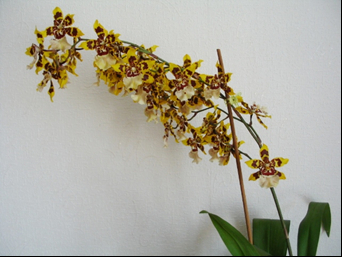 Storczyk jęzatka (Odontoglossum).