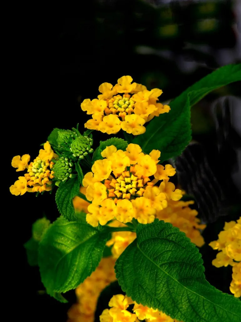 Lantana. Fot. Fotolia