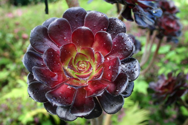 Aeonium (Aeonium).
