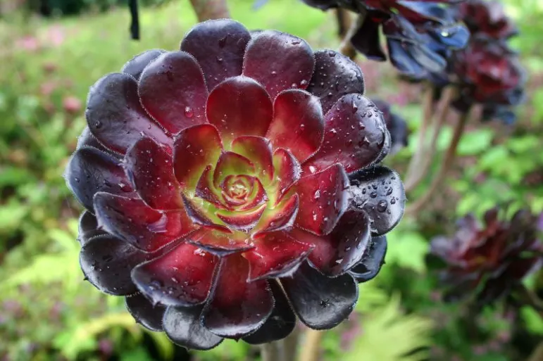 Aeonium (Aeonium).