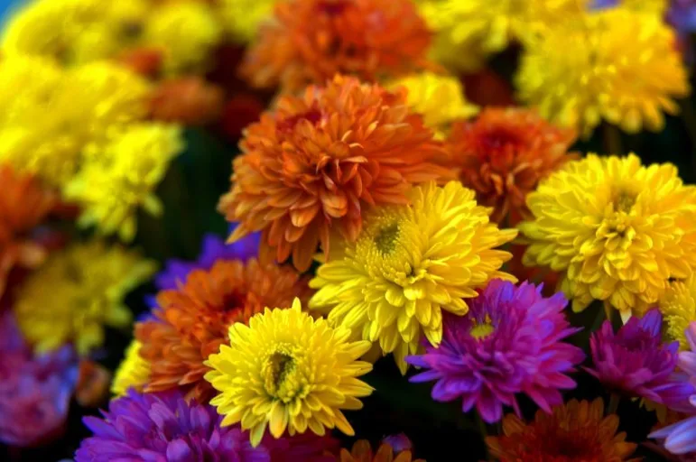 Chryzantema (Chrysantemum).