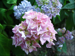 Hortensja ogrodowa (Hydrangea macrophylla)