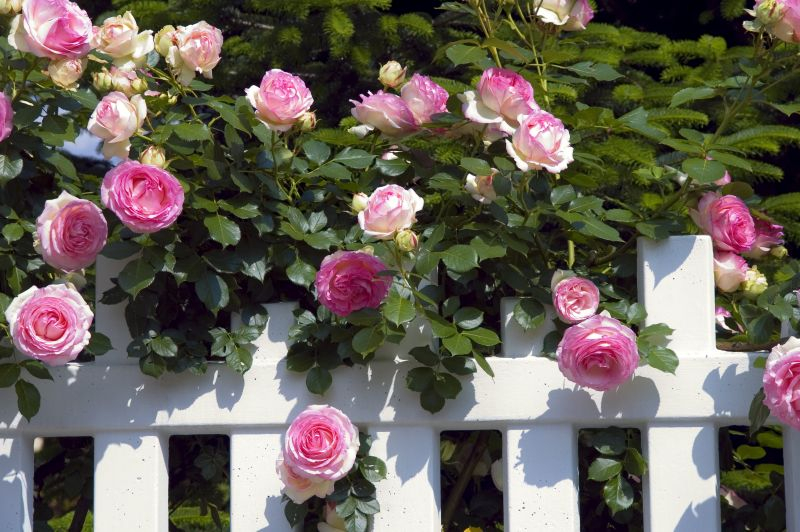 róże. Fot. Fotolia