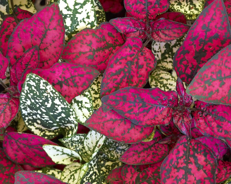 Pilea (Pilea). Fot. Fotolia