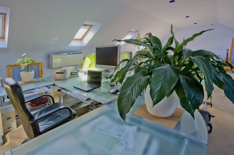 Aspidistra wyniosła (Aspidistra eliator).