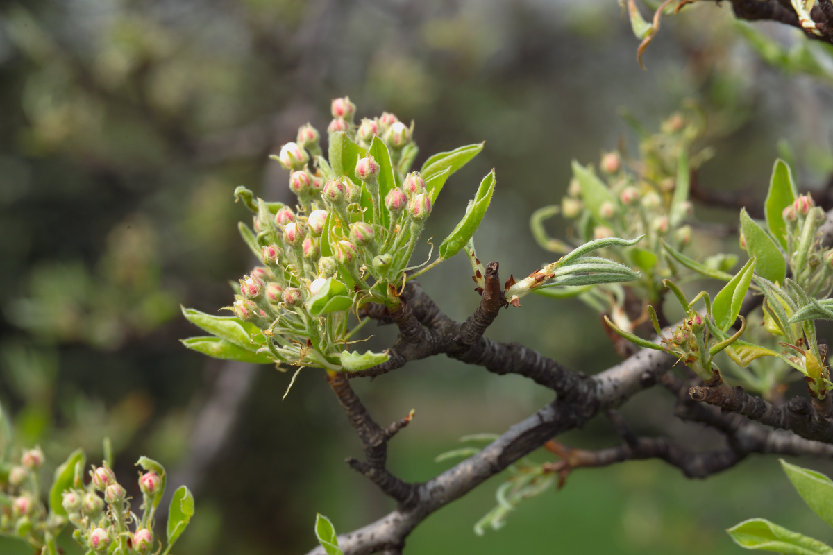 Drzewa owocowe sprzedawane z gołym korzeniem najczęściej są wykopywane mechanicznie.