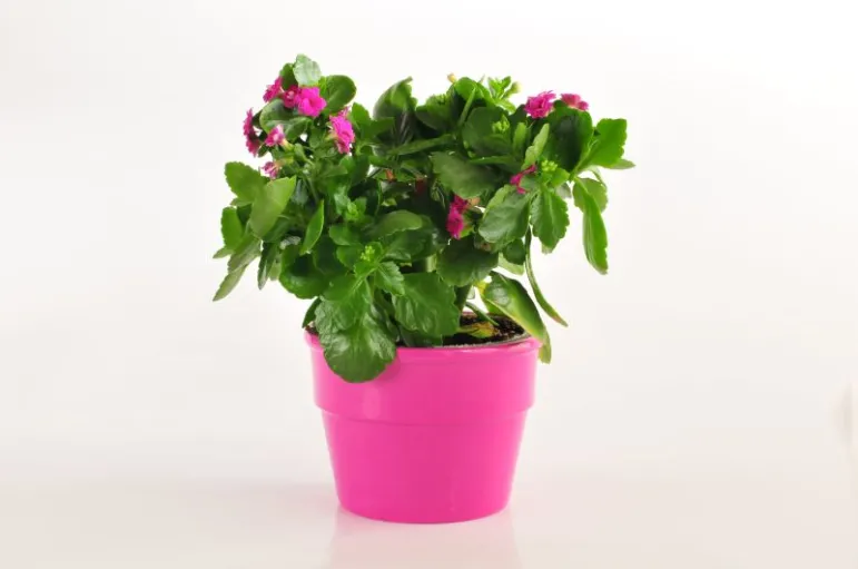 Kalanchoe, żyworódka, płodnolist (Kalanchoe Adans.) Fot. Fotolia