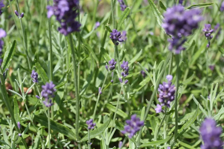 Lawenda (Lavandula) była uprawiana już w czasach starożytnych, zwłaszcza na terenach basenu Morza Śródziemnego. 