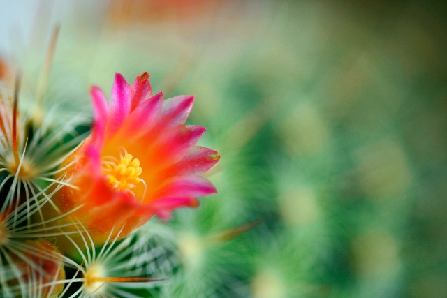 Wśród kaktusów istnieją gatunki, które mogą być uprawiane przez cały rok.
