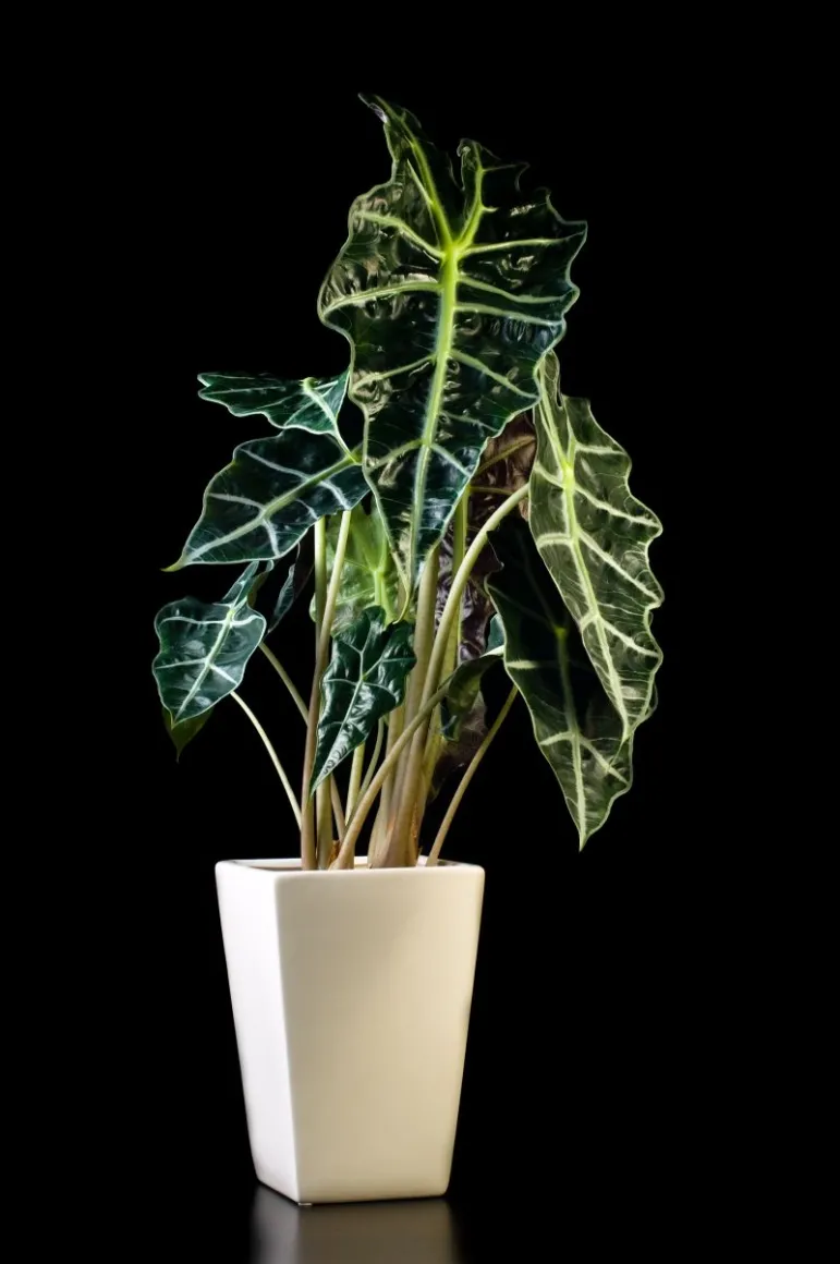 Alokazja (Alocasia).