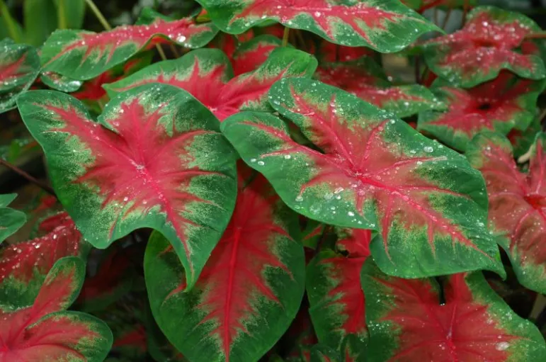 Kaladium (Caladium).