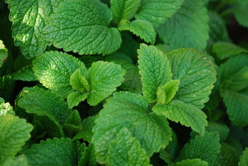 Mięta. Fot. Fotolia