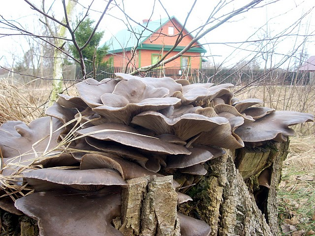 Boczniak.