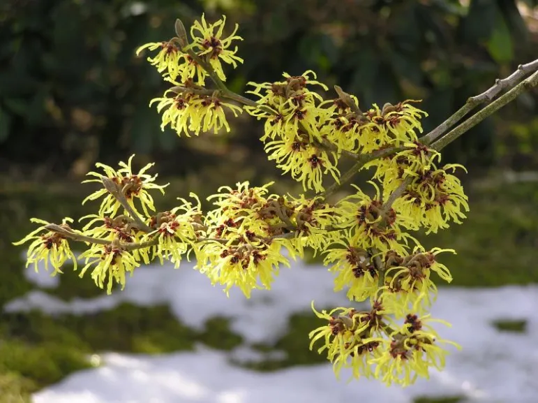 Oczar (Hamamelis) to krzew, który w naszych ogrodach kwitnie w środku zimy. Kwiaty oczaru rozwijają się nawet pod pokrywą śniegu i wytrzymują duże mrozy. Fot. Fotolia