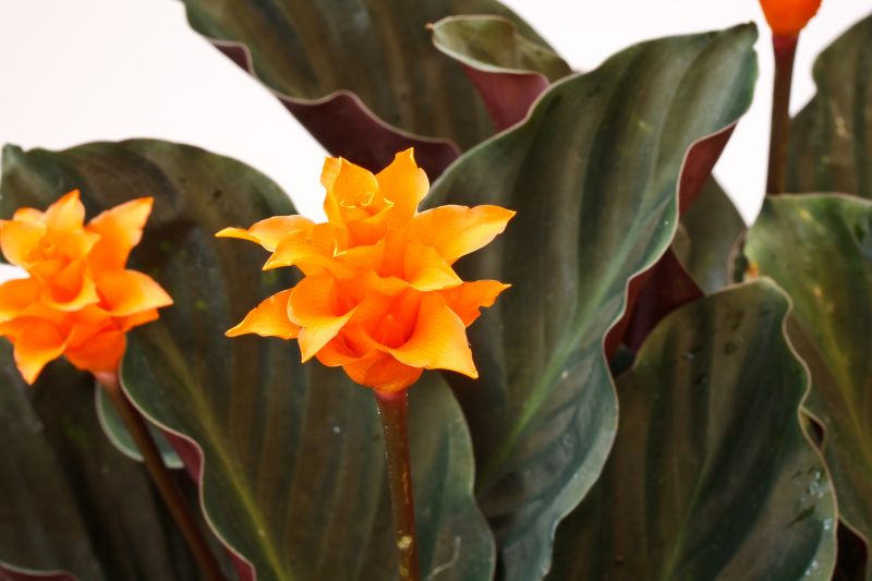 Kalatea żółtokwiatowa (Calathea crocata) – roślina pochodząca z Brazylii. Głównym atutem kalatei są piękne liście, które w zależności od gatunku mają różne kształty.