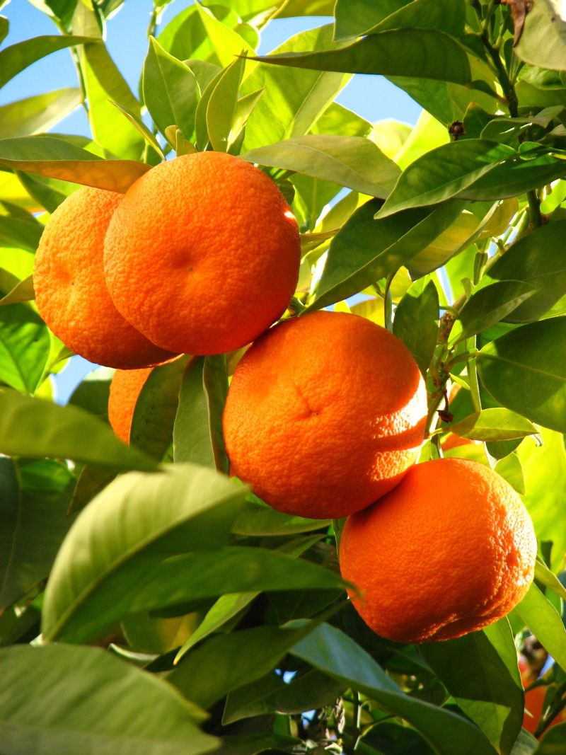 Pomarańcze.