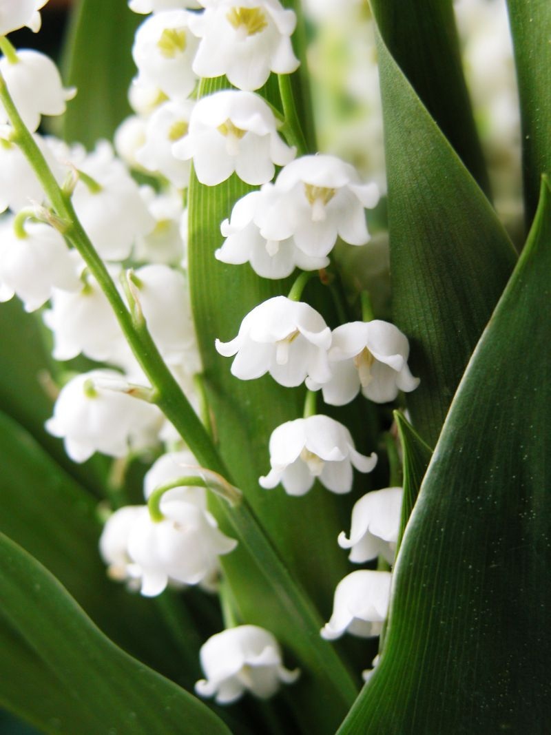 Konwalia majowa (Convallaria majalis)    Te malutkie, wiszące kwiaty pojawiają się wczesną wiosną. Mają przepiękny zapach. Jeśli roślina dobrze przyjmie się w ogrodzie, w którym rośnie - może rozprzestrzenić się na większej przestrzeni tworząc gęste kobierce.  Może zdarzyć się również tak, że konwalia nie będzie chciała się przyjąć. Konwalię najlepiej uprawiać w częściowym, lub całkowitym cieniu.