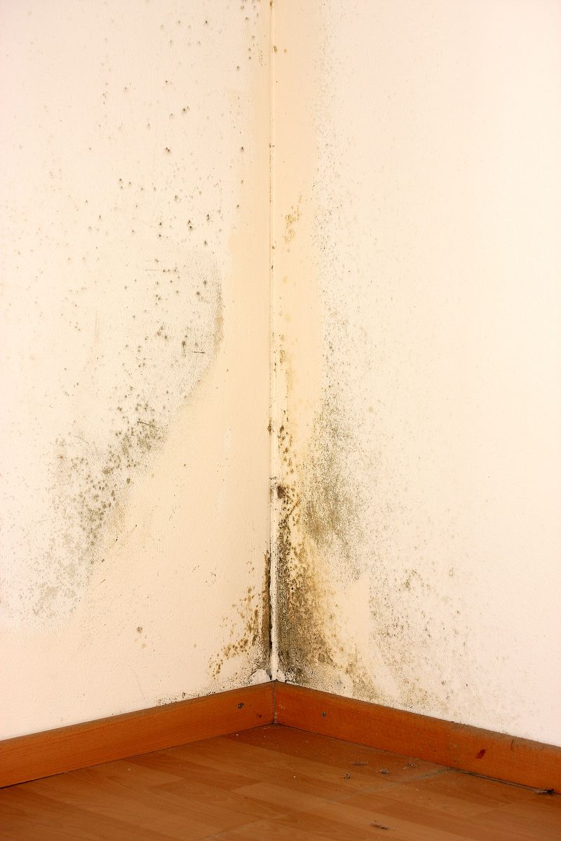 Grzyb na ścianie. Fot. Fotolia