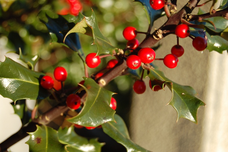 Ostrokrzew (Ilex). Fot. Fotolia