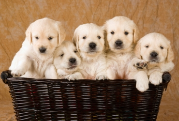 fot. shutterstock