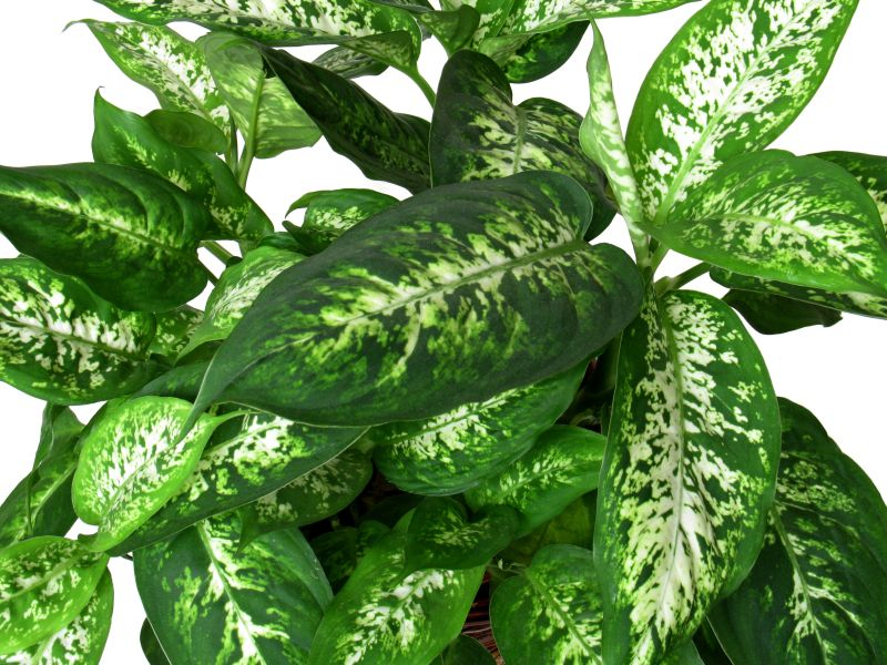 Diffenbachia (Diffenbachia). Fot. Fotolia