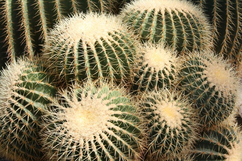 Echinokaktus (Echinocactus).
