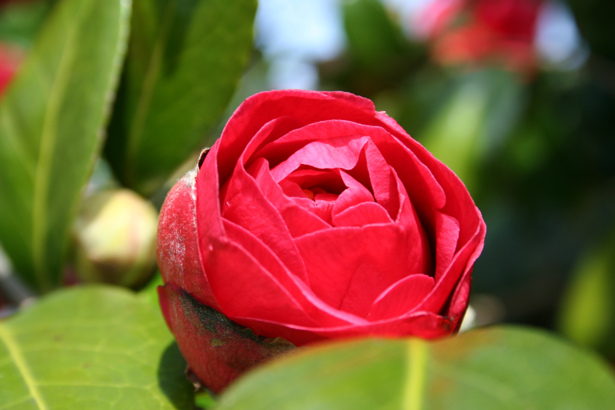 Kamelia japońska (Camelia japonica).