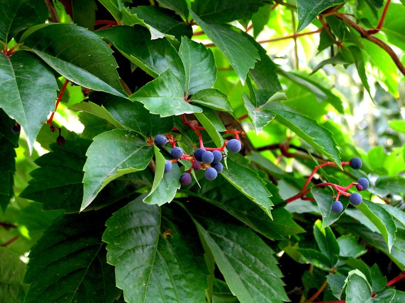 Winnik zmienny (Ampelopsis brevipedunculata).