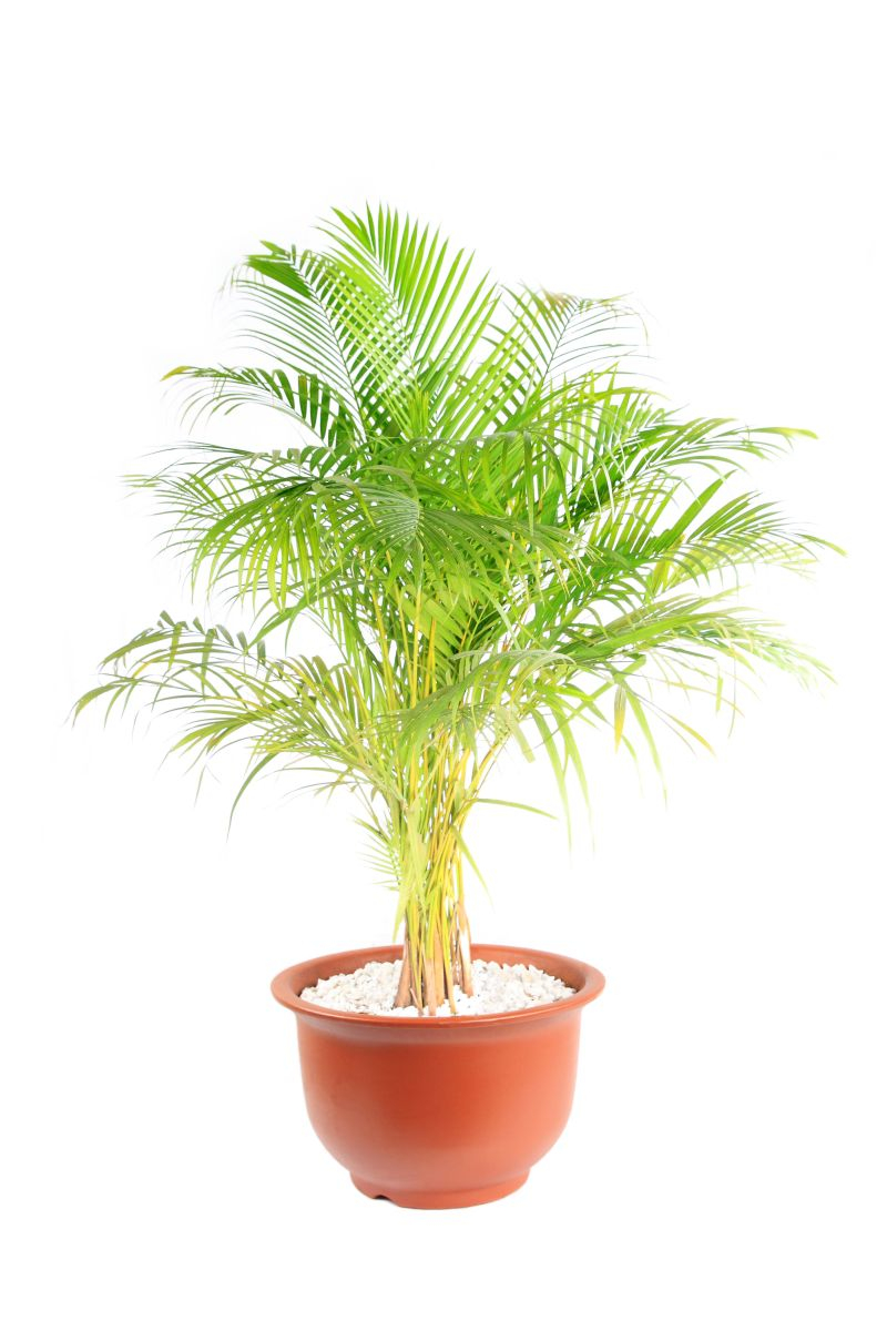 Chryzalidokarpus błyszczący (Chrysalidocarpus lutescens). Fot. Fotolia