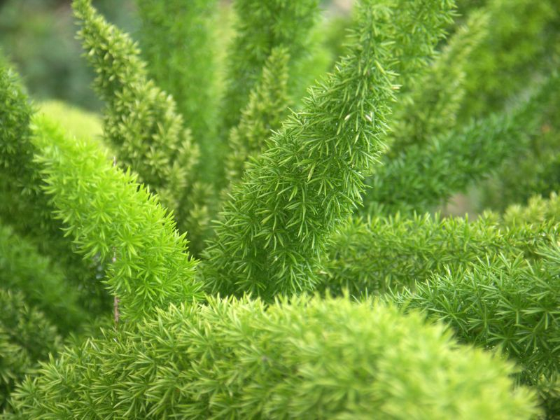 Asparagus. Fot. Fotolia