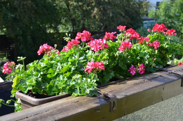 Pelargonie, kwiaty, balkon. Fot. fotolia