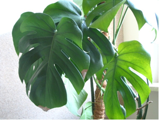 Monstera dziurawa