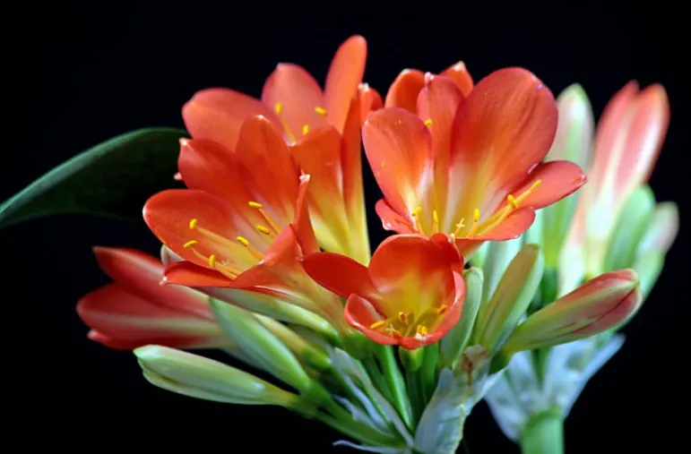 Kliwia (Clivia). 