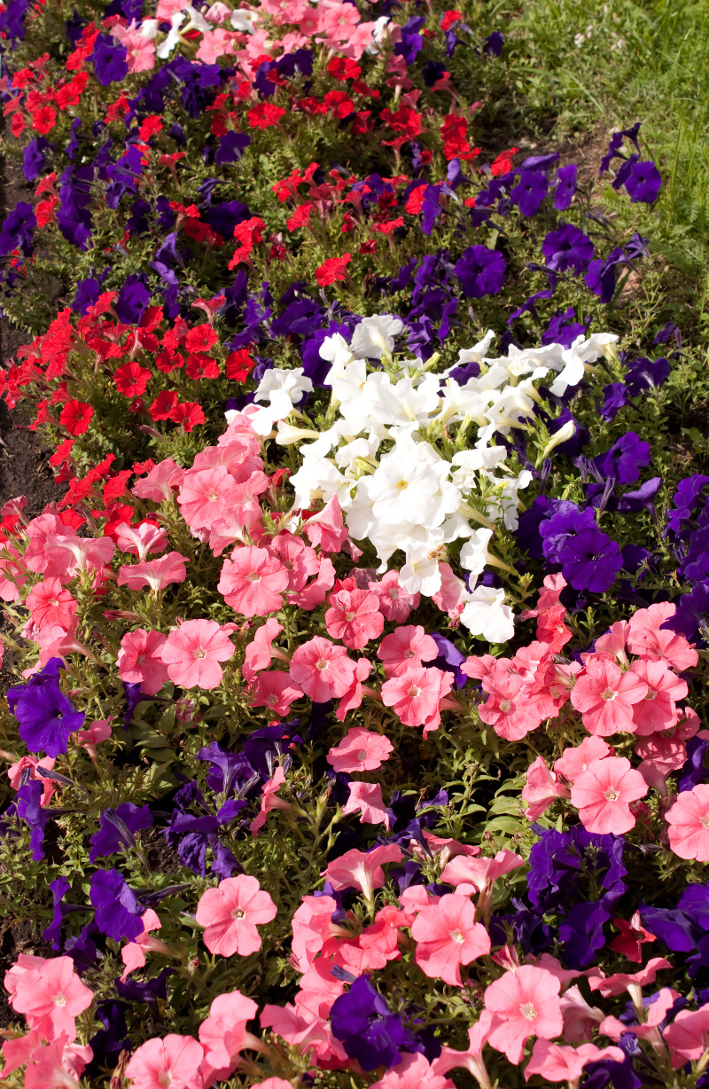 Tytoń ozdobny. Fot. Fotolia