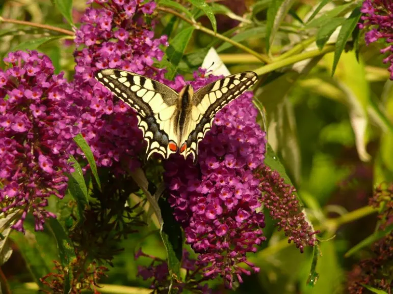 Budleja Dawida (Buddleja davidii) jest krzewem kwitnącym na pędach jednorocznych.