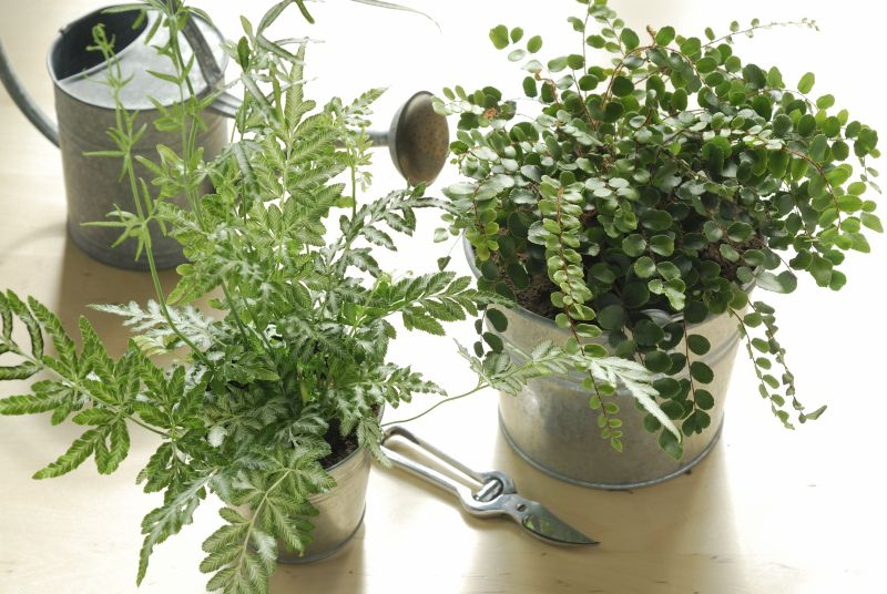 Orliczka (Pteris) - po lewej.