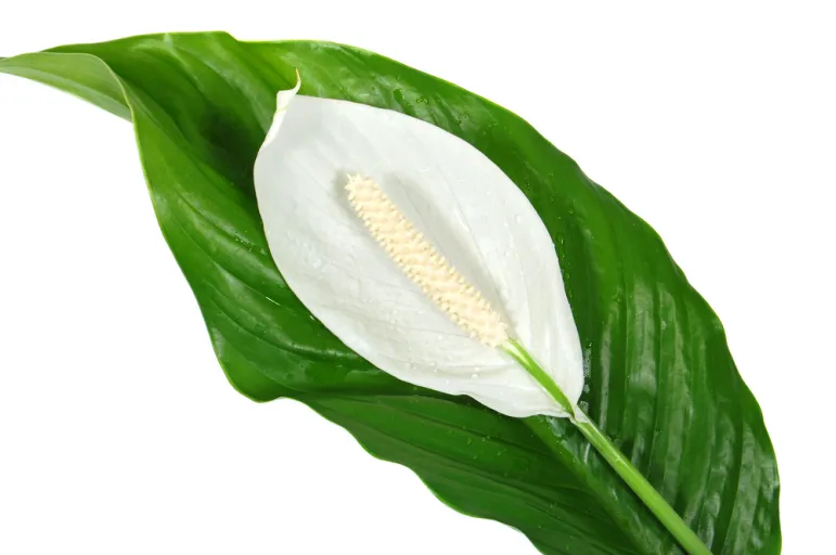 Skrzydłokwiat (Spathiphyllum).